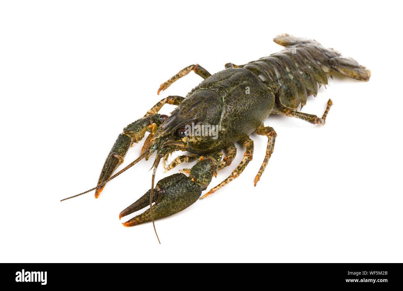 Live crayfish auf weißem Hintergrund Stockfoto