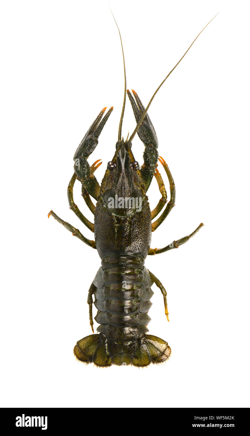 Live crayfish auf weißem Hintergrund. Ansicht von oben. Stockfoto