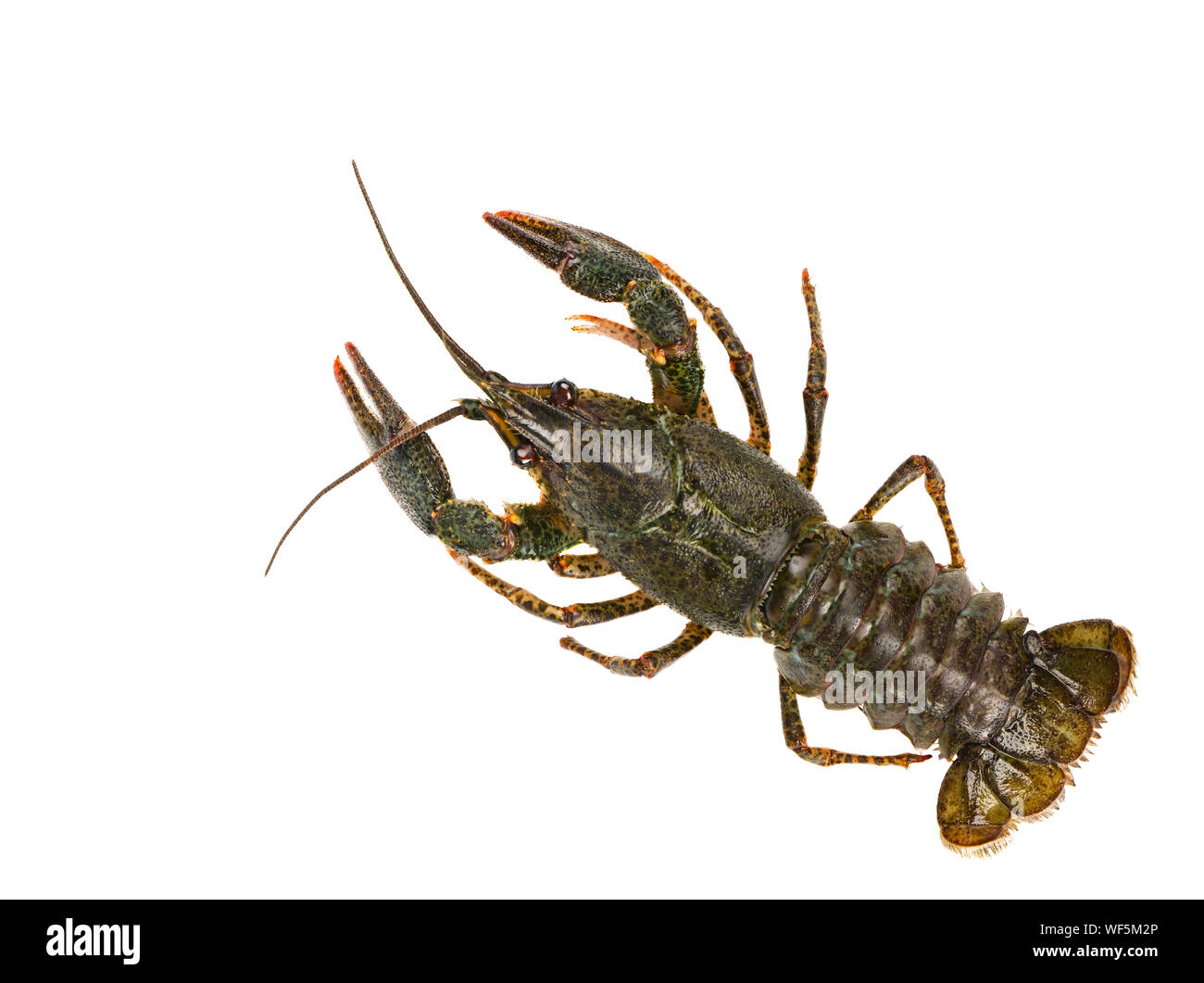 Live crayfish auf weißem Hintergrund Stockfoto