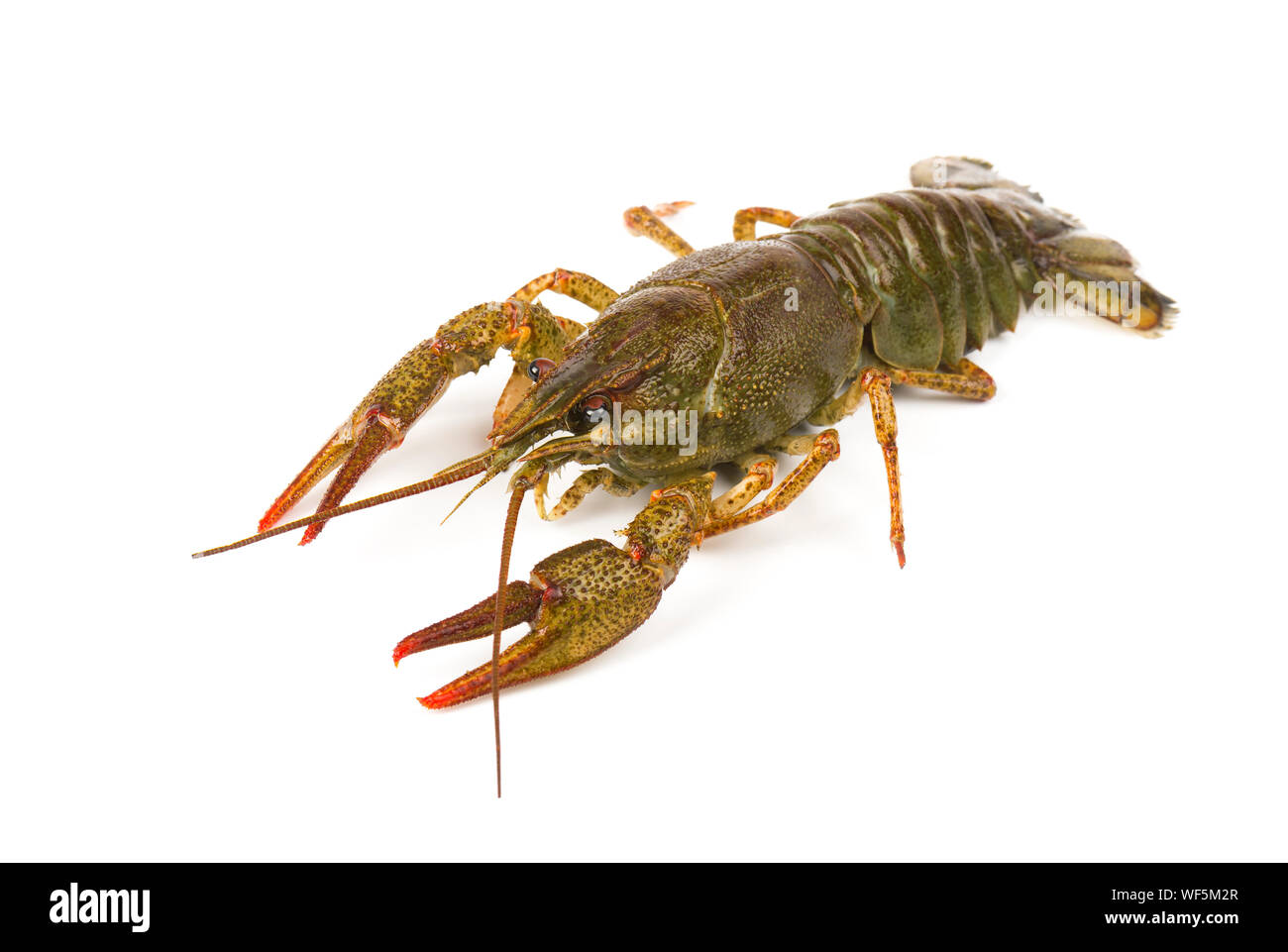 River live Crayfish auf weißem Hintergrund Stockfoto