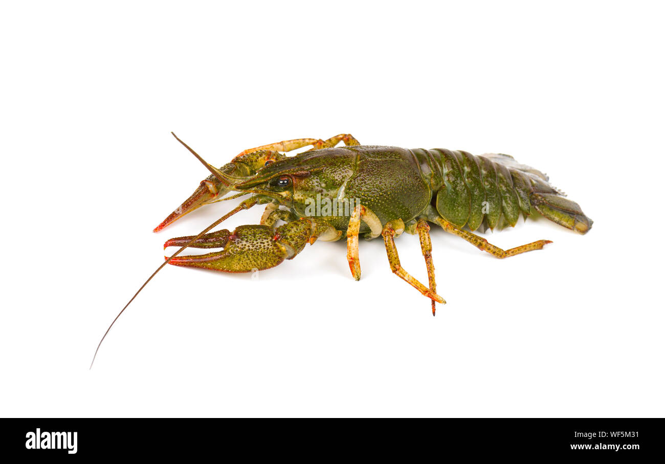 River live Crayfish auf weißem Hintergrund Stockfoto