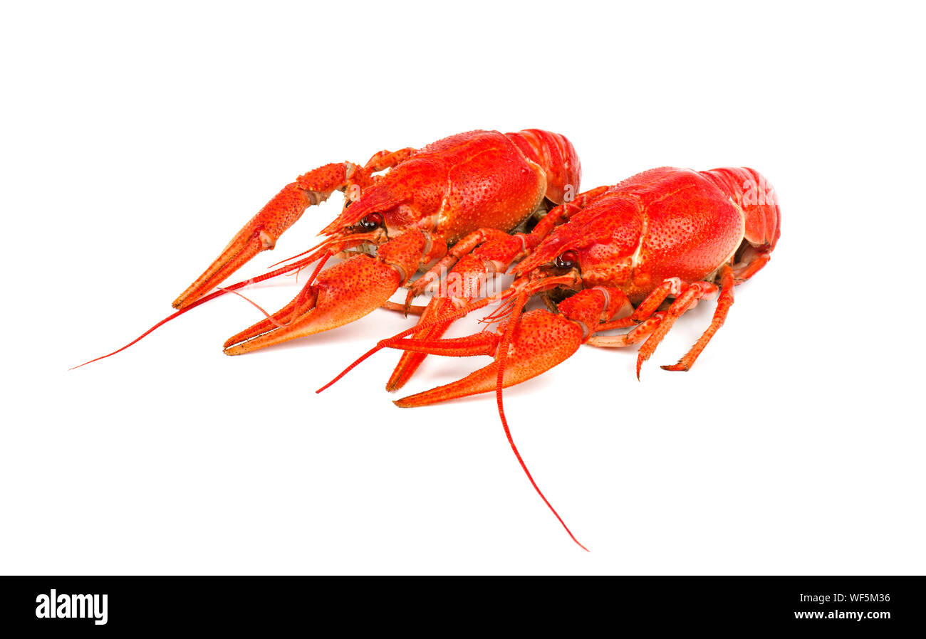 Frisch Gekocht rote Languste auf weißem Hintergrund. Ansicht von oben Stockfoto