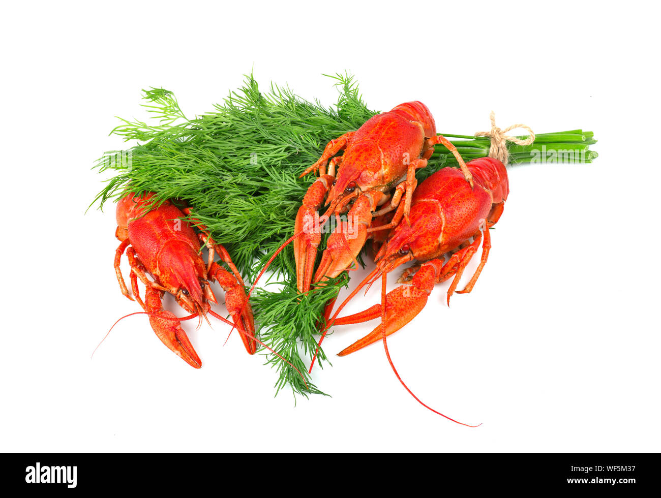 Frisch Gekocht rote Languste mit Dill auf weißem Hintergrund Stockfoto