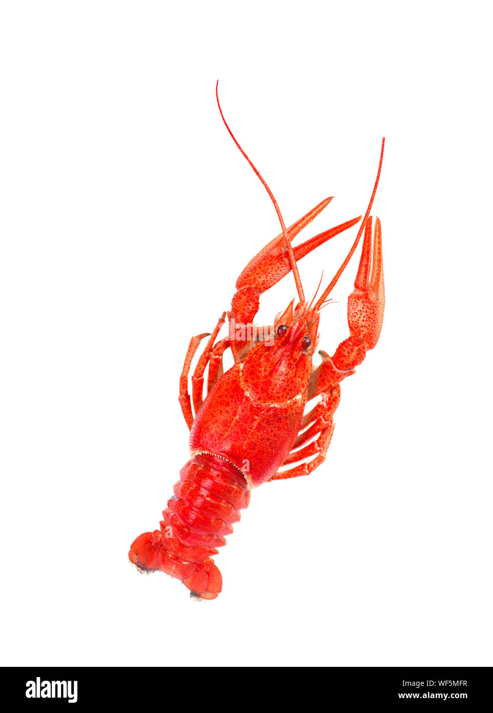 Frisch Gekocht rote Languste auf weißem Hintergrund. Ansicht von oben Stockfoto