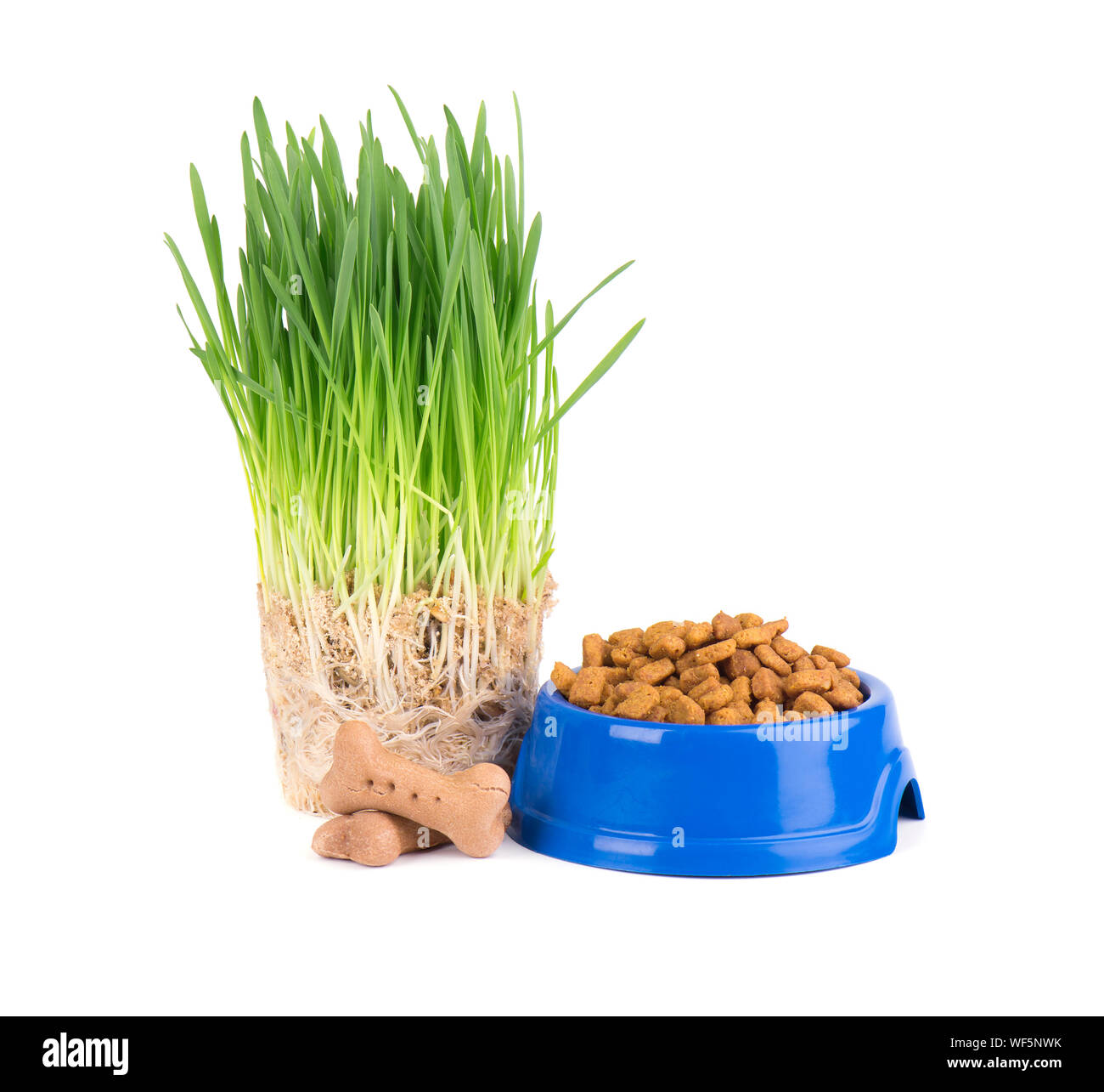 Katzentrockenfutter in eine blaue Schüssel. Frisches Gras für Katzen. Auf weissem Hintergrund Stockfoto