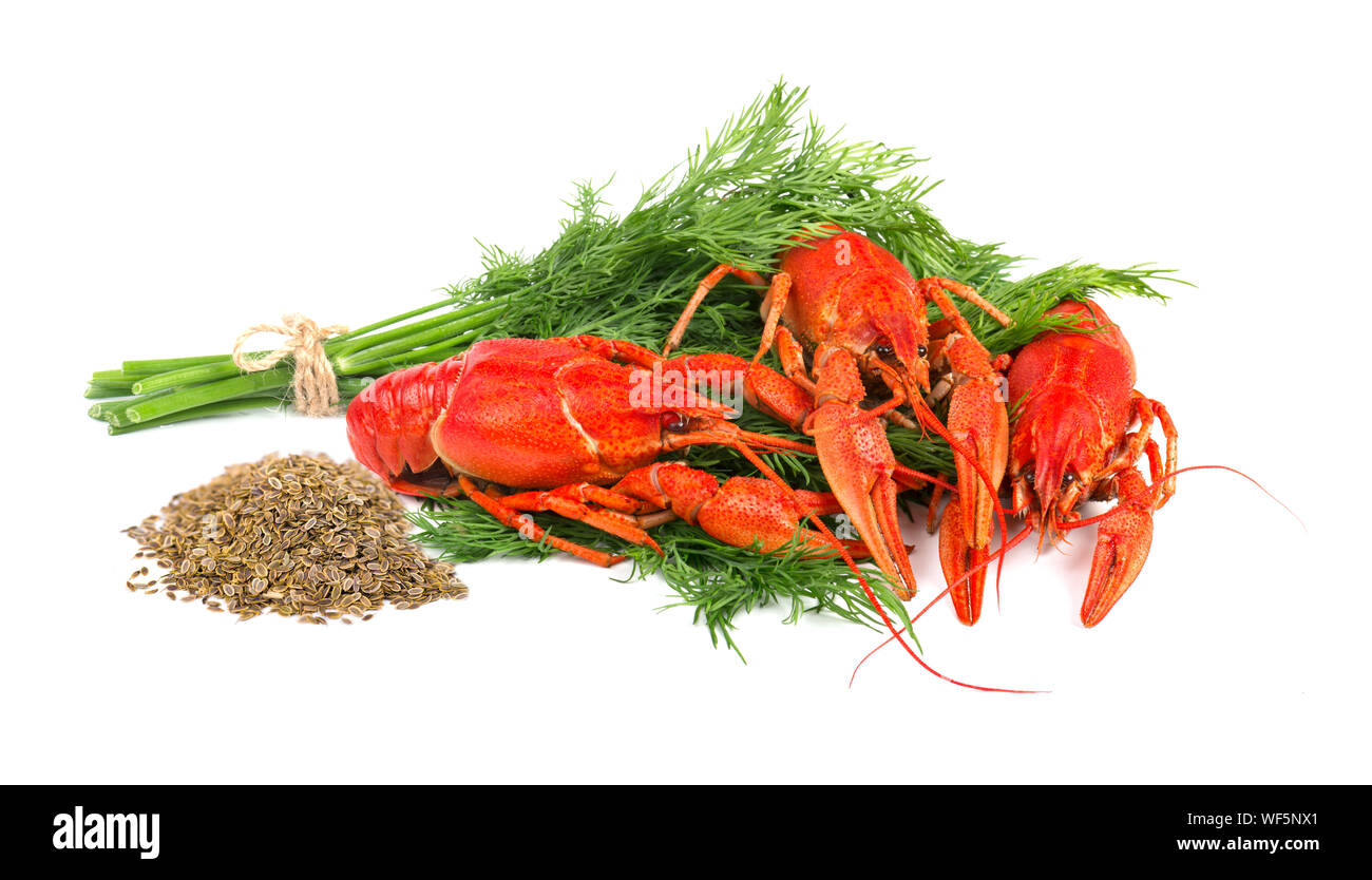 Frisch Gekocht rote Languste auf weißem Hintergrund Stockfoto