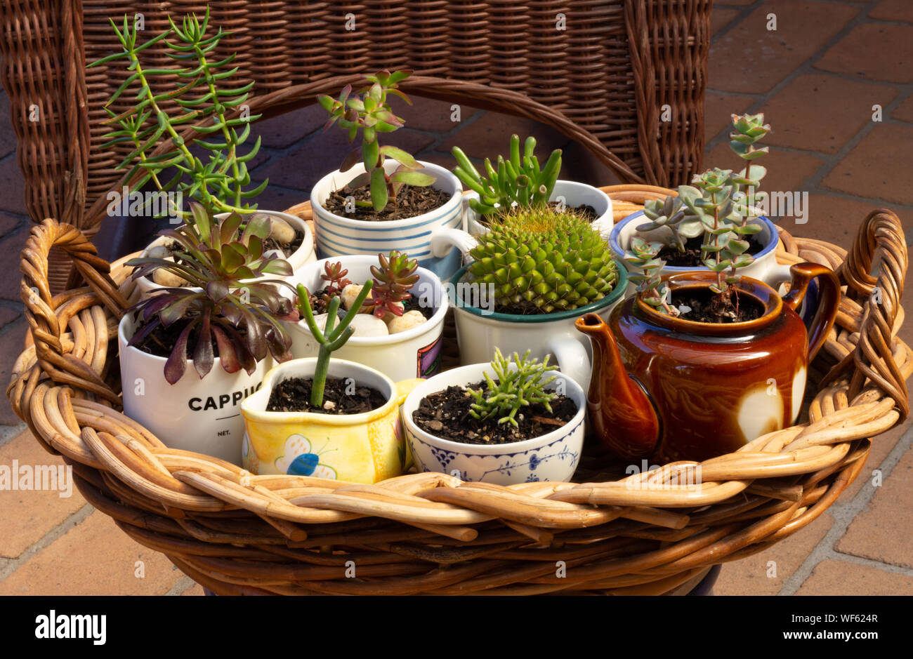 Sukkulenten Topfpflanzen in alte Tassen, Kanne und Kaffee Topf auf korbwaren Tablett im Garten, Alternative zu Kunststoff Töpfe, Recycling und Wiederverwendung upcycle Stockfoto