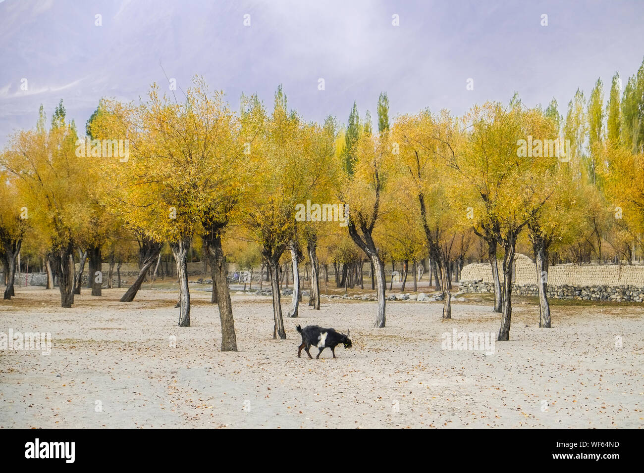 Landschaft Blick auf gelbe Blätter Bäume im Herbst Saison. Ländliche Dorf in Skardu. Gilgit Baltistan, Pakistan. Stockfoto