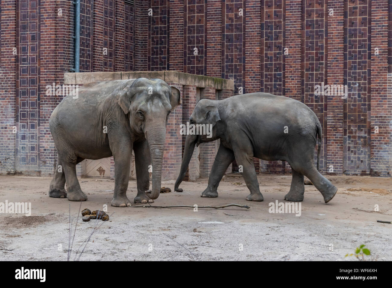 Die asiatischen Elefanten (Elephas maximus), ist der einzige lebende Arten der Gattung Elephas und wird in der gesamten indischen Subkontinent und Südostasien vertrieben Stockfoto