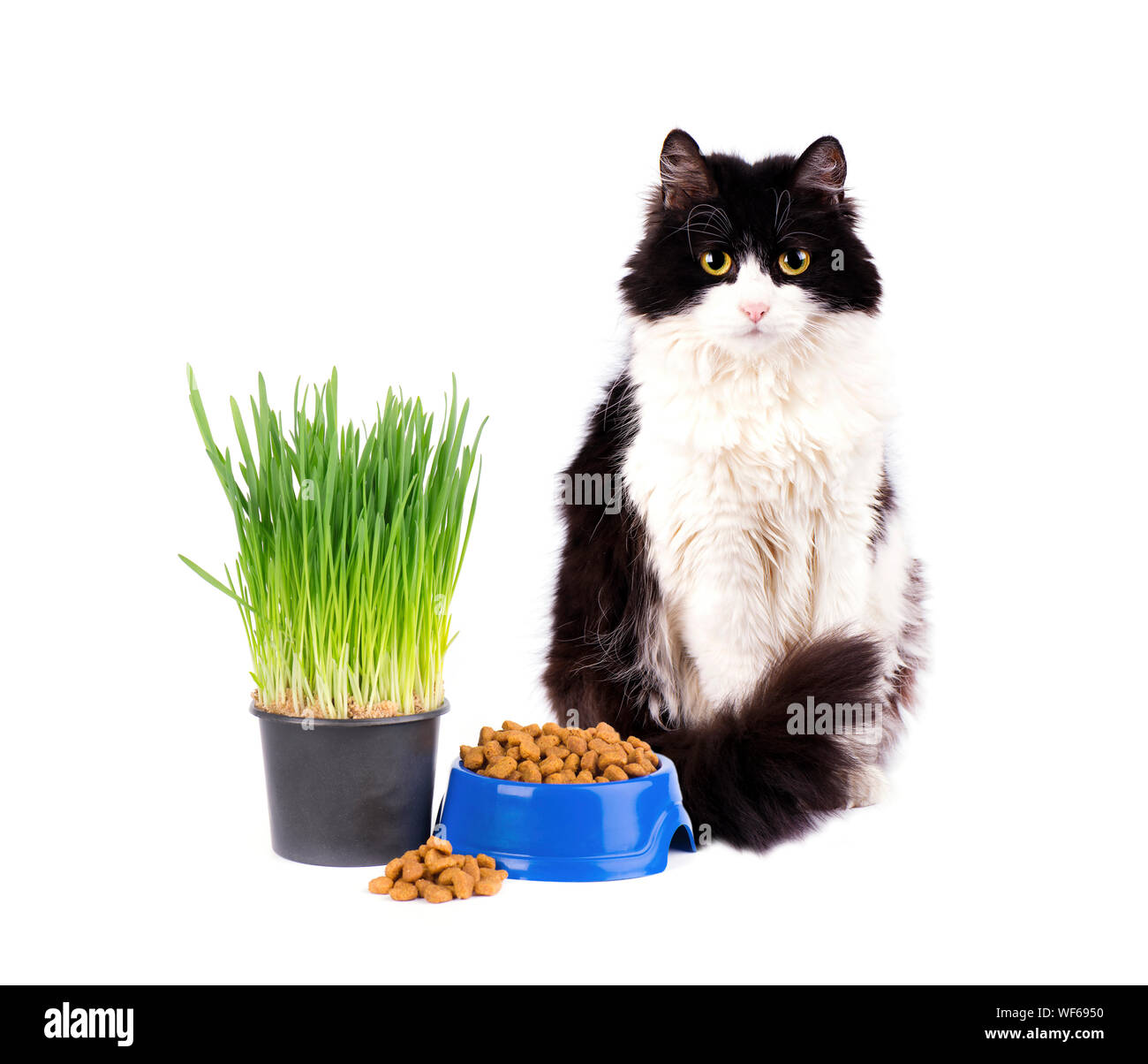 Katze mit blaue Schale von trockenen Lebensmitteln und grünen Gras im Topf auf weißem Hintergrund Stockfoto