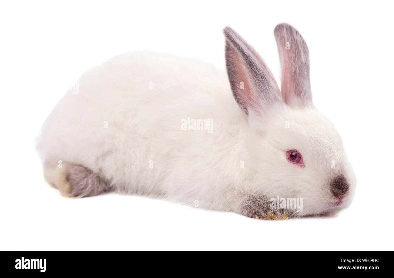 Kleinen weißen Kaninchen auf weißem Hintergrund Stockfoto