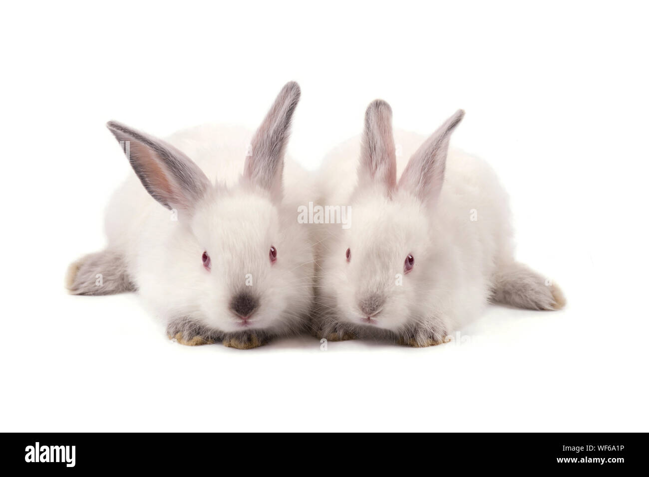 Zwei weiße kleine Kaninchen auf weißem Hintergrund Stockfoto