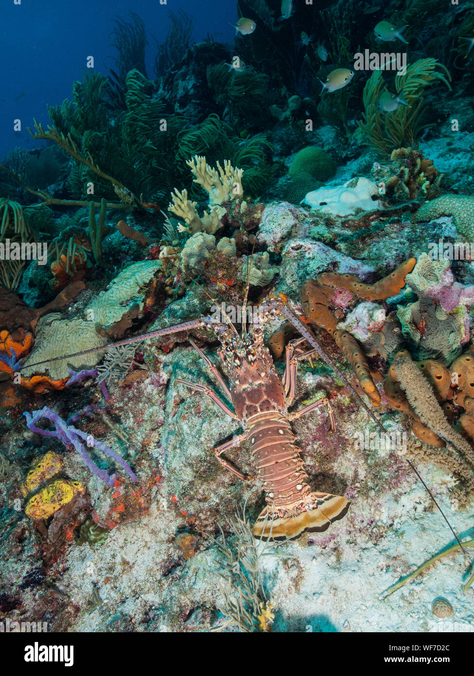 Unterwasser Karibik Rote Languste (Panulirus argus) lebt in tropischen und subtropischen Gewässern des Atlantik, Karibik, Stockfoto