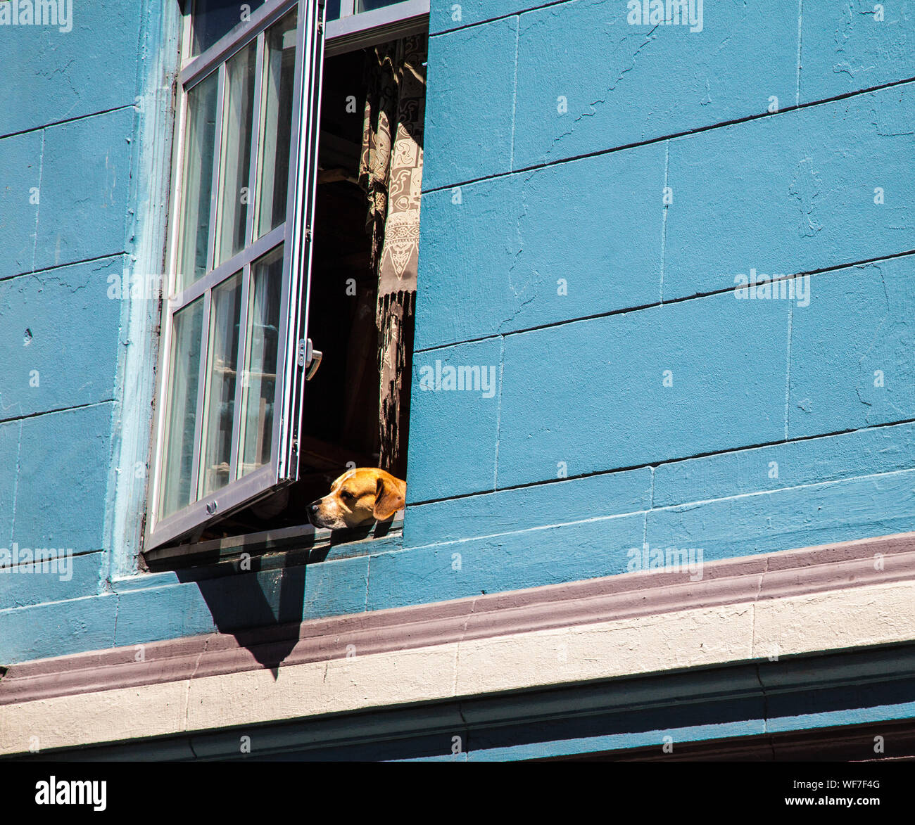 Niedrigen Winkel Ansicht des Hundes Blick durch Fenster Stockfoto