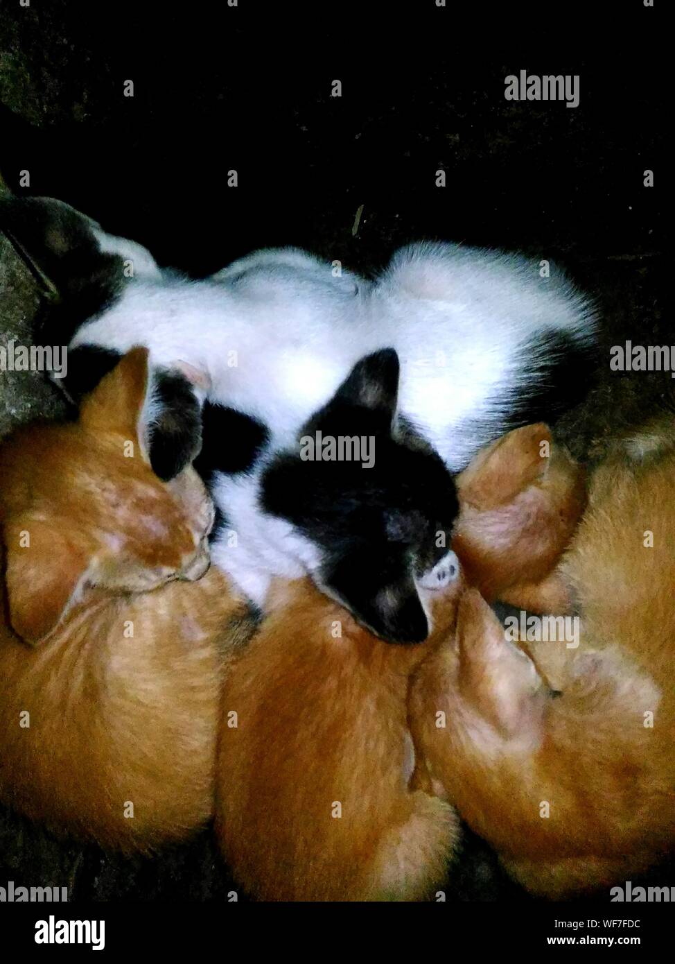 Hohe Betrachtungswinkel von streunenden Katzen schlafen miteinander Stockfoto