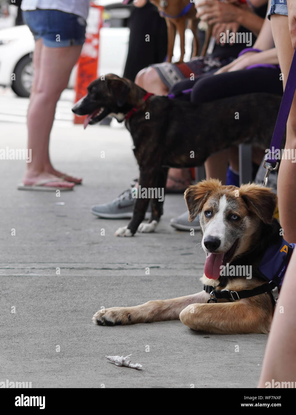Ney York City, NY/USA - 29. Juni 2019: Hunde warten auf ein Local Adoption Ereignis, gestreichelt zu werden. Stockfoto