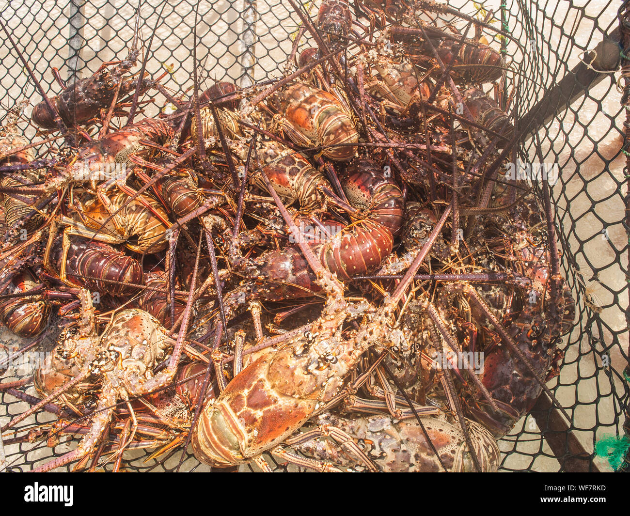 Arthropoden Karibik Karibik, Langusten, Nahaufnahme, Stockfoto