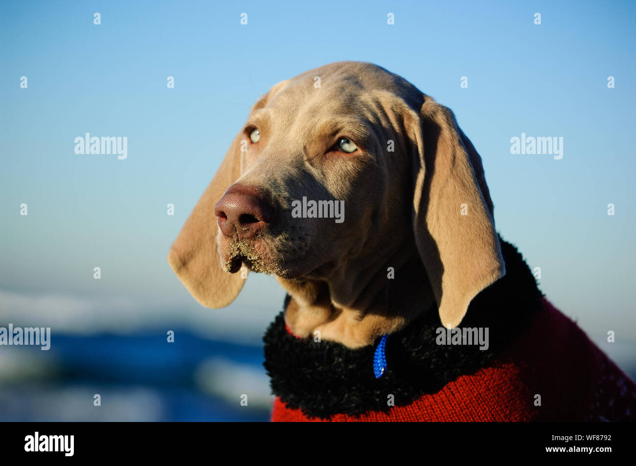 Nahaufnahme der Weimaraner tragen Pullover Stockfoto