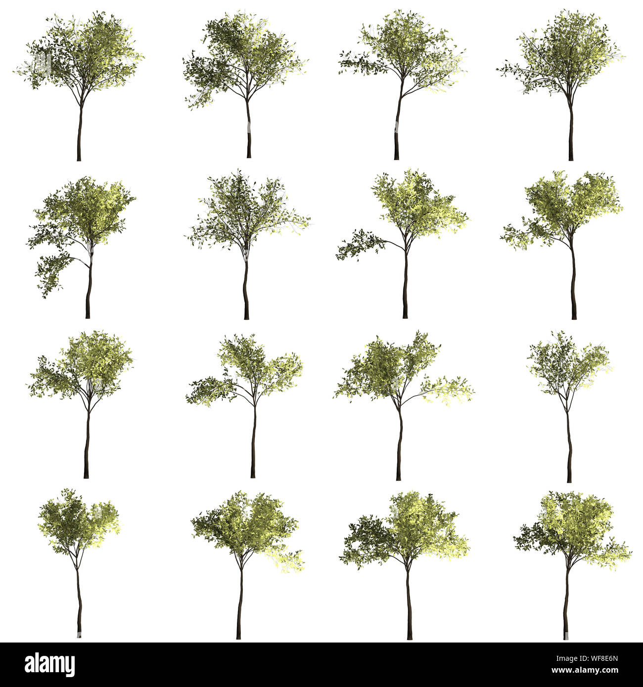 Grüne Wald Baum Hintergrund. 3D-Darstellung. Weißer Hintergrund isolieren. Natur und Gärten Design. Stockfoto