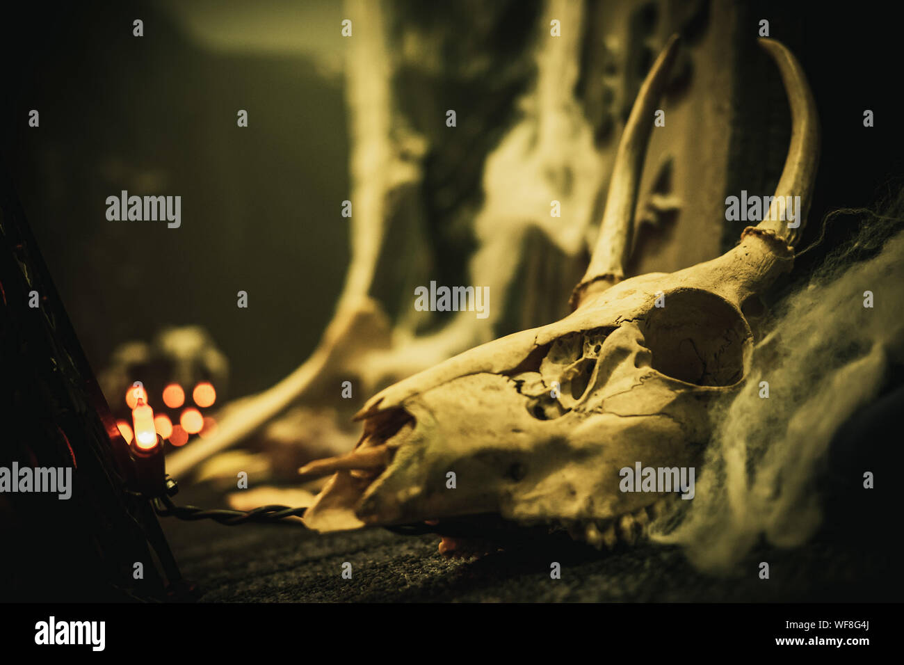 Tote Hirsche Schädel in Spinnweben für gruselige Halloween Dekoration Stockfoto