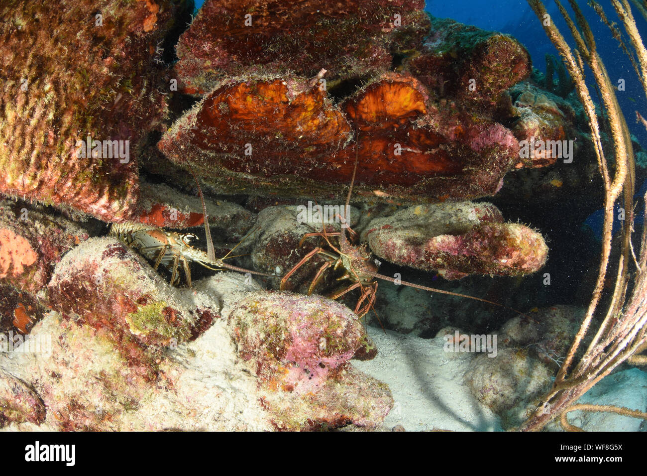 Karibischer Languste (Panulirus argus) bewohnt tropische und subtropische Gewässer des Atlantischen Ozeans, des Karibischen Meeres, Stockfoto