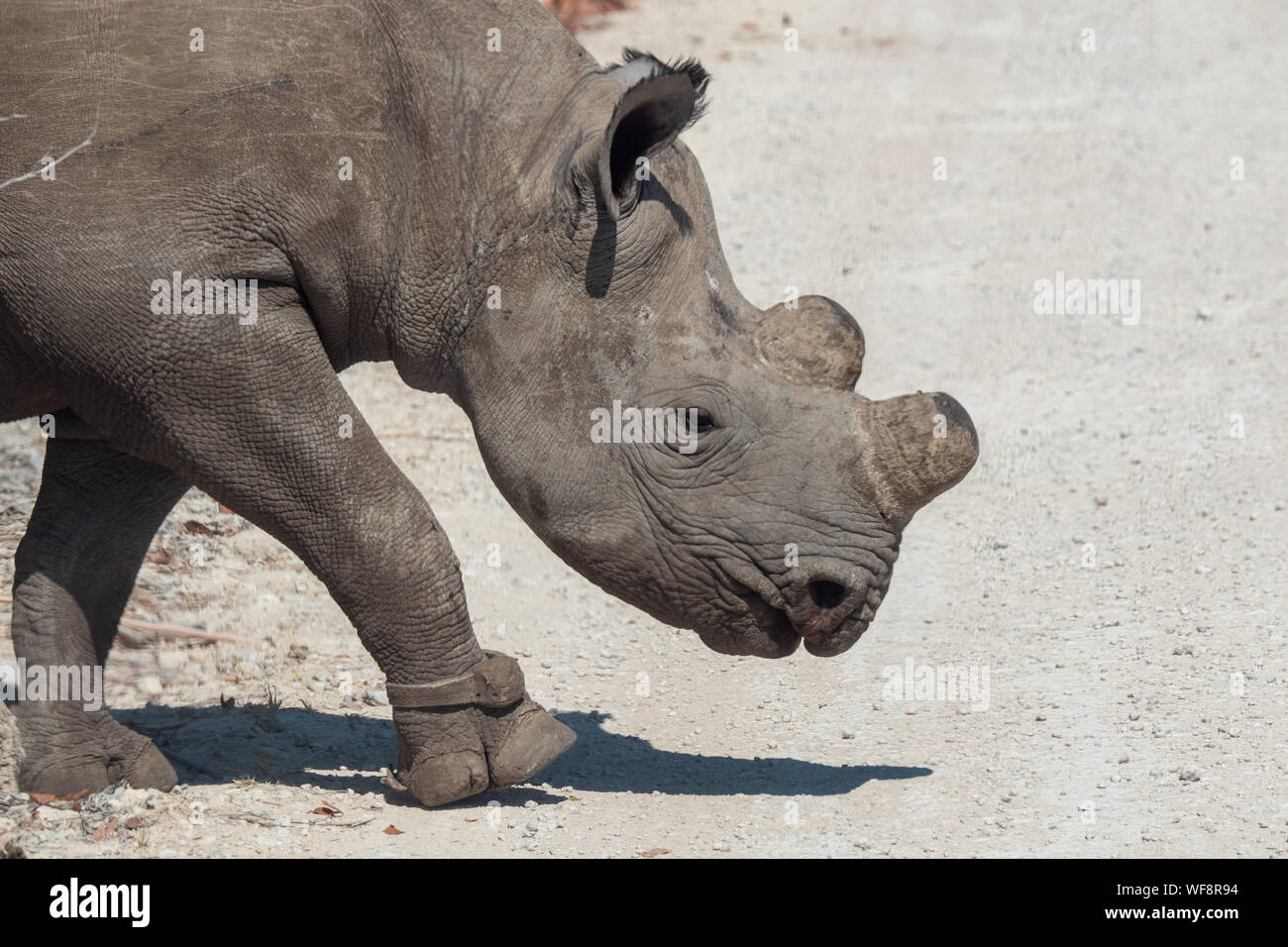 Enthornt Schwarz oder Hook-Lipped Rhino im Etosha National Park, Namibia als Maßnahme gegen Wilderei Stockfoto
