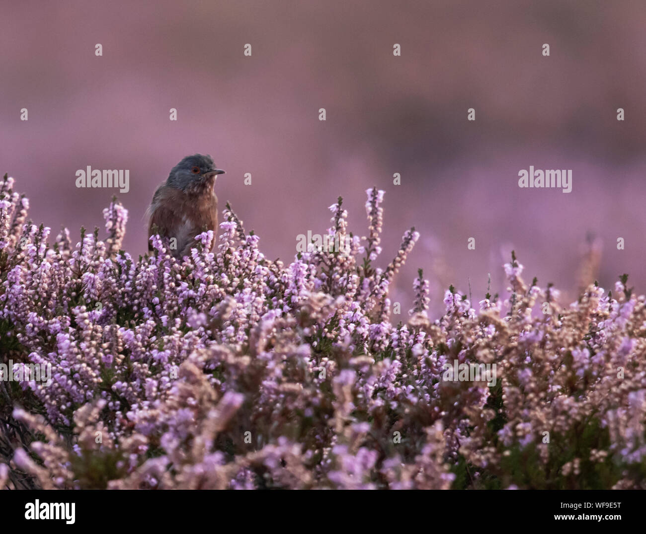 Männliche Dartford Warbler (Sylvia undata) Vermischung in den Hintergrund der blühenden Spätsommer Heather perfekt, Suffolk Stockfoto