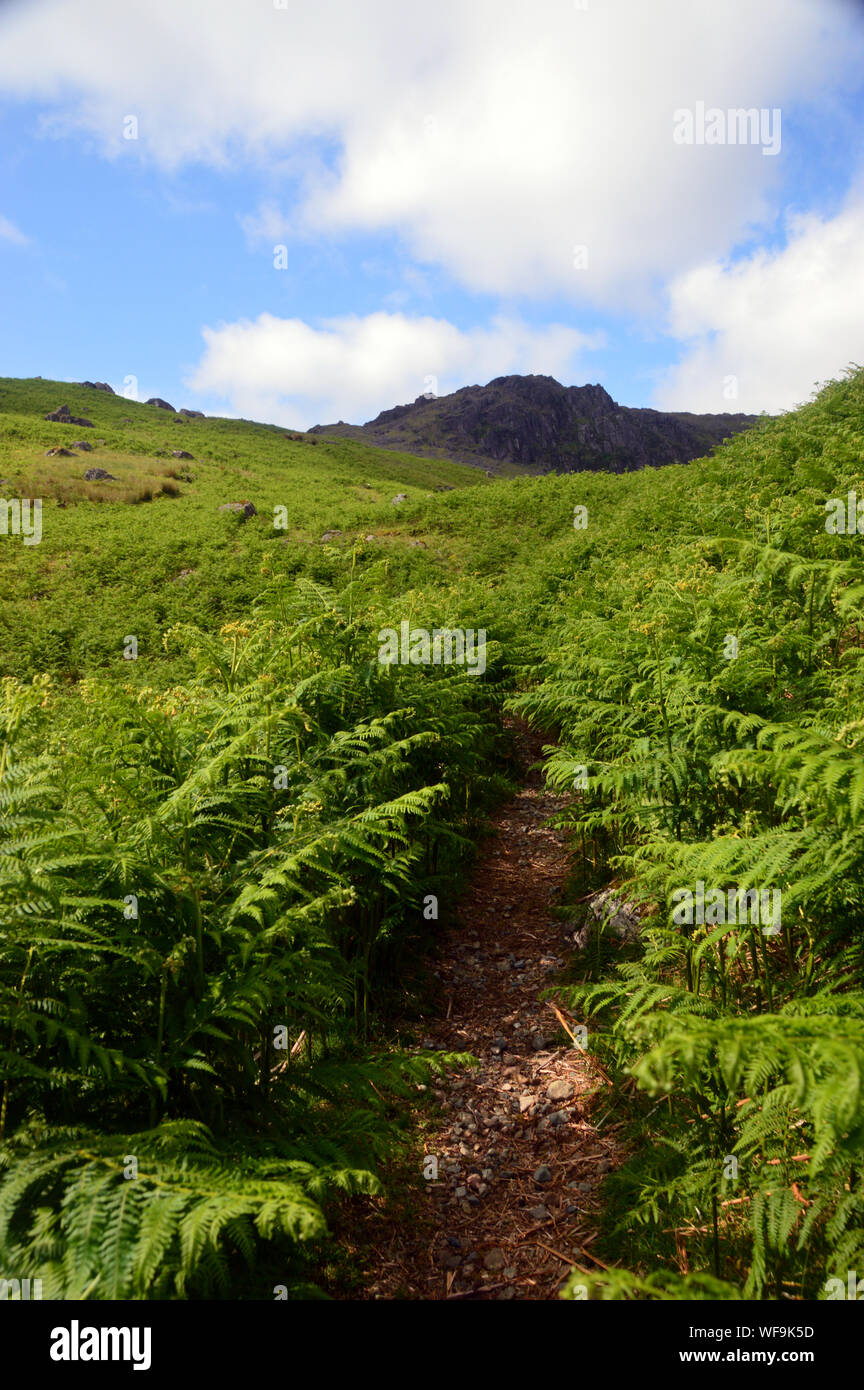 Blea Crag aus dem Pfad zwischen den Farnen der Wainwright Blea Rigg in der Nähe von easedale Tarn im Nationalpark Lake District, Cumbria, England, Großbritannien Stockfoto