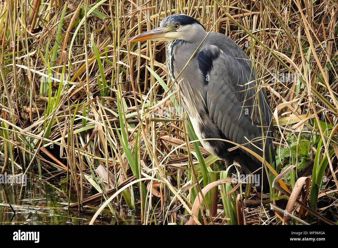Ständigen Great Blue Heron am Rand von einem Sumpf mit einem Hintergrund von Schilf Stockfoto