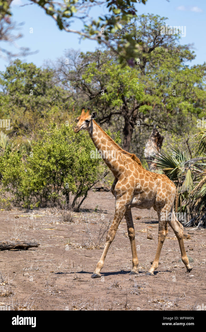 Kapstadt oder Südafrika, Giraffe Giraffa Camelopardalis giraffa, zu Fuß durch die üppigen Bush von Kruger Ntional Park, Südafrika. Stockfoto