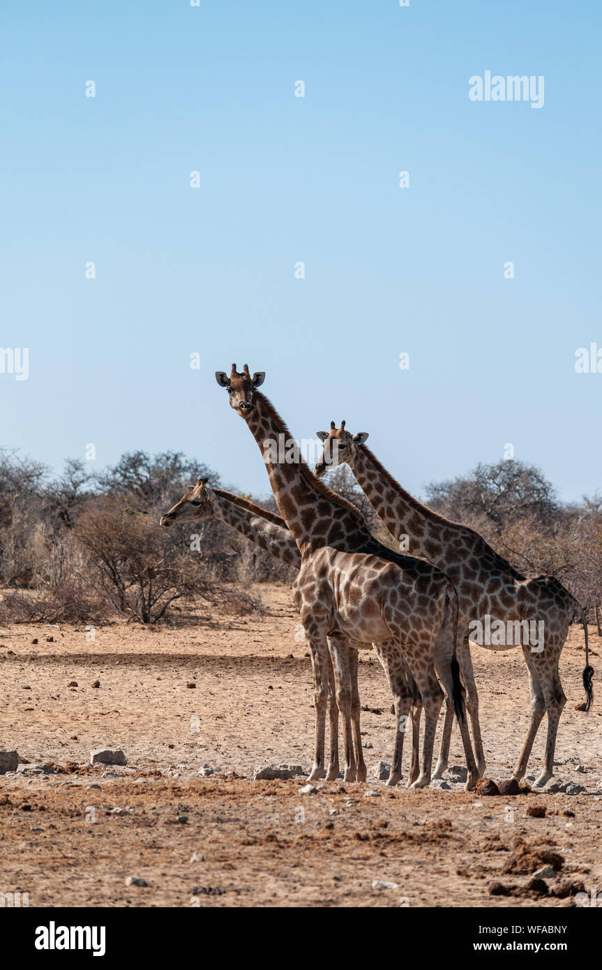 Baum angolanischen Giraffen - Giraffa giraffa angolensis in der Nähe von einem Wasserloch im Etosha National Park, Namibia. Stockfoto