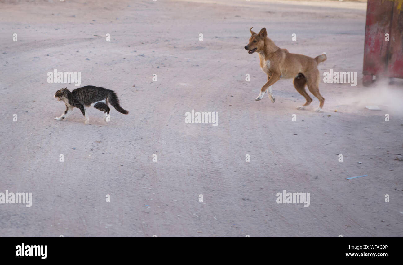 Hund jagt Katze Stockfotografie - Alamy