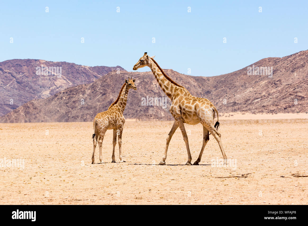 Mutter Giraffe mit Kind zu Fuß durch die Weite der trockenen Namib Naukluft Park an einem heißen und sonnigen Tag, Namibia Stockfoto