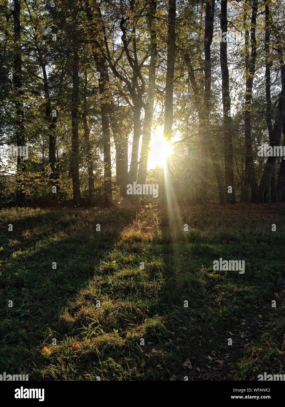 Niedrigen Winkel Blick auf Sonne Shinning durch Bäume im Wald Stockfoto