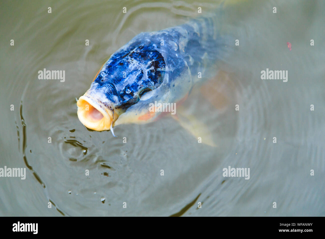 Eine einzige blaue Koi (Cyprinus rubrofuscus 'Koi') an der Oberfläche von Wasser mit seinen Mund öffnen. Stockfoto