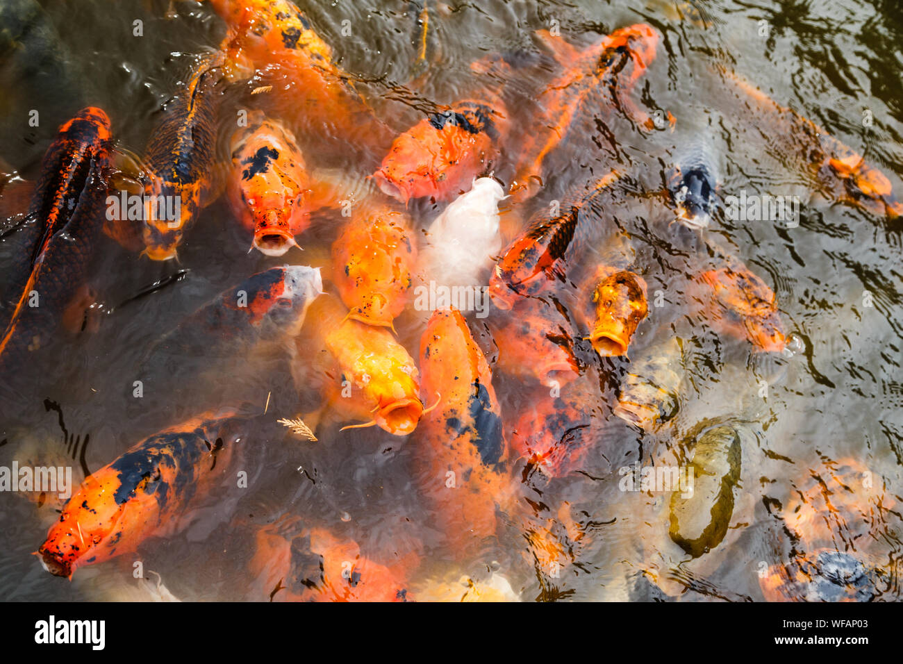 Der Feeding Frenzy Koi (Cyprinus rubrofuscus 'Koi') konkurrieren für Nahrung im Teich. Stockfoto