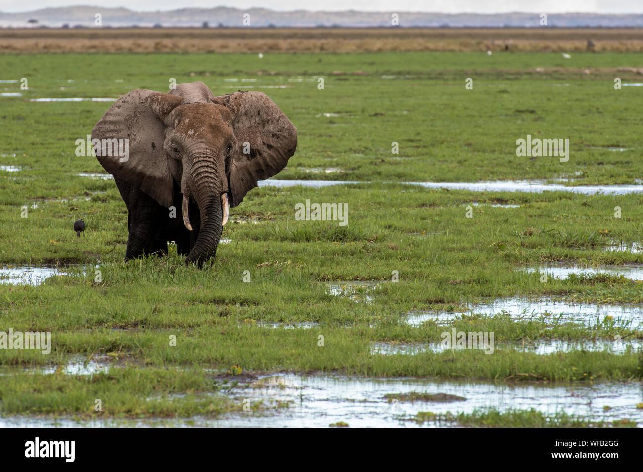 Afrikanischen Busch Elefant, Loxodonta africana, Elephantidae, Amboseli National Park, Kenia, Afrika Stockfoto
