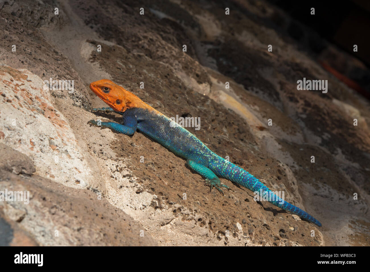 Männliche von Rainbow, Agama Agama agama, Agamidae, West Tsavo Nationalpark, Kenia, Afrika Stockfoto