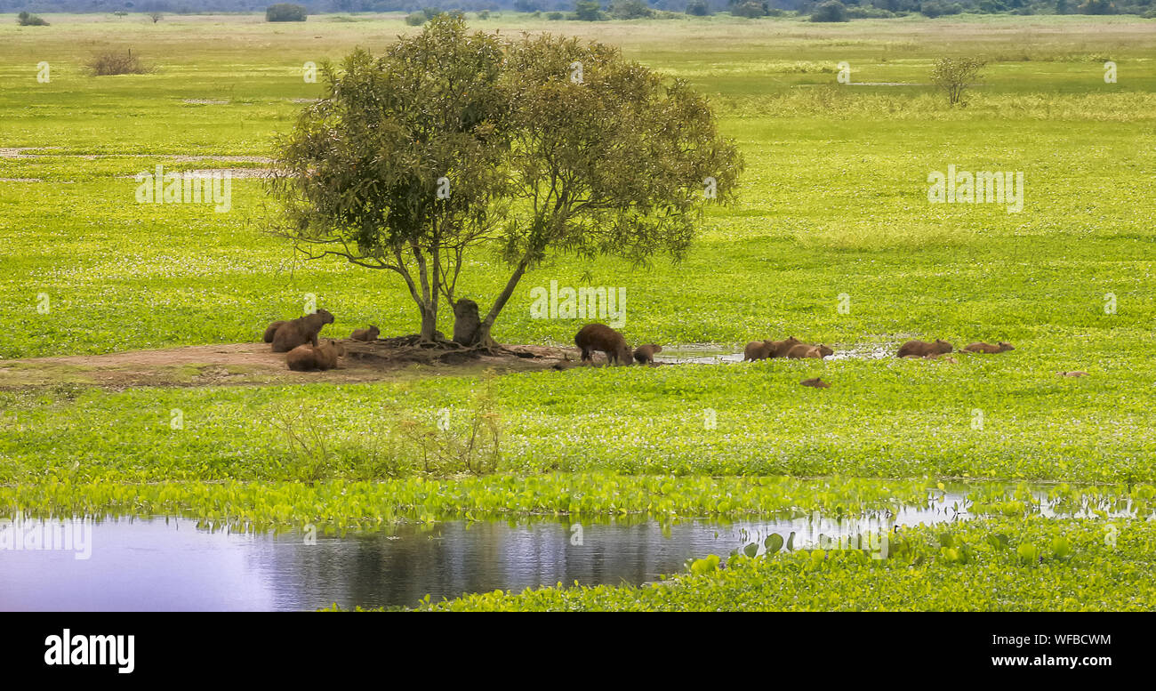 Blick auf den Sumpf mit Pflanzenfresser. Stockfoto