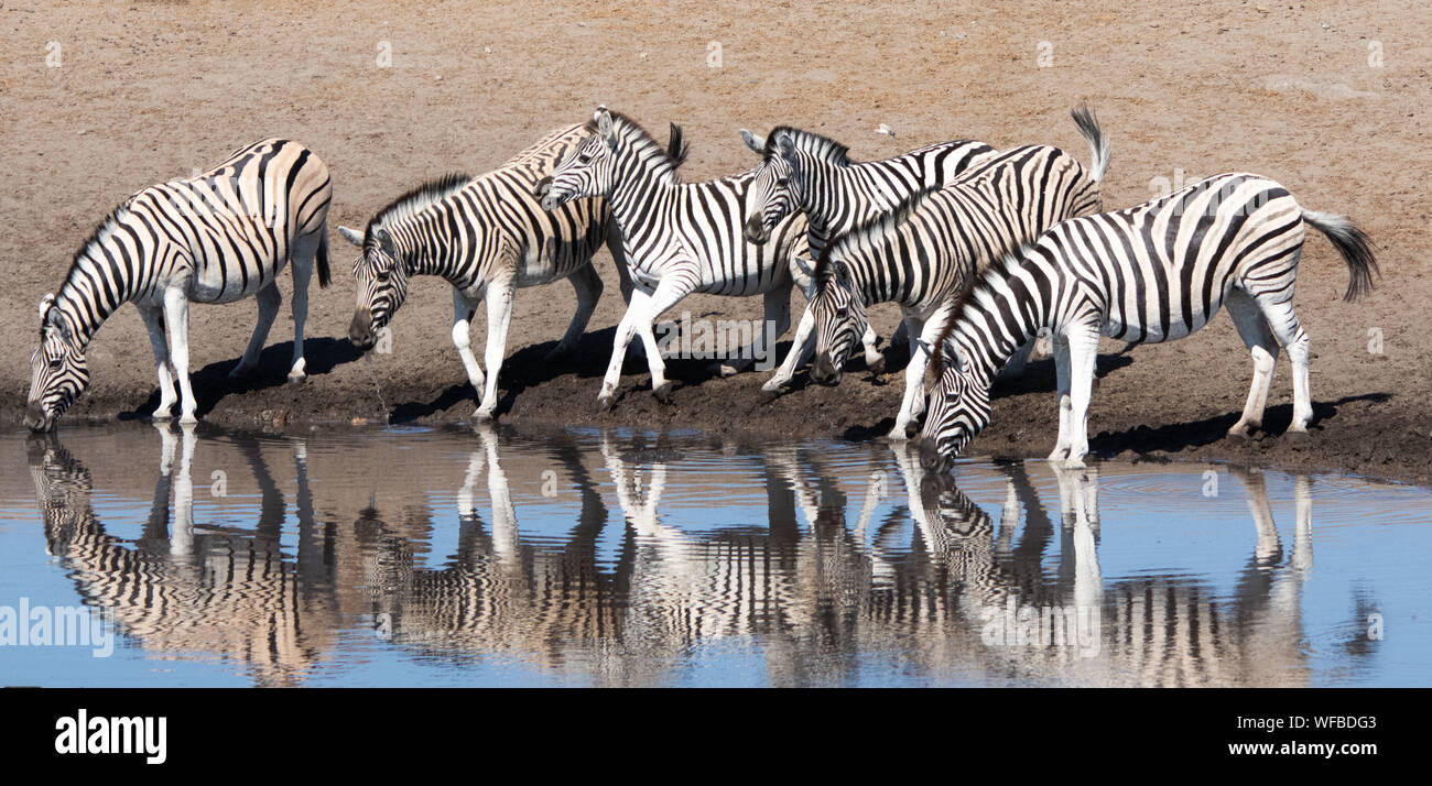 Sechs Zebras stehend von einem Wasserloch, Etosha National Park, Namibia Stockfoto