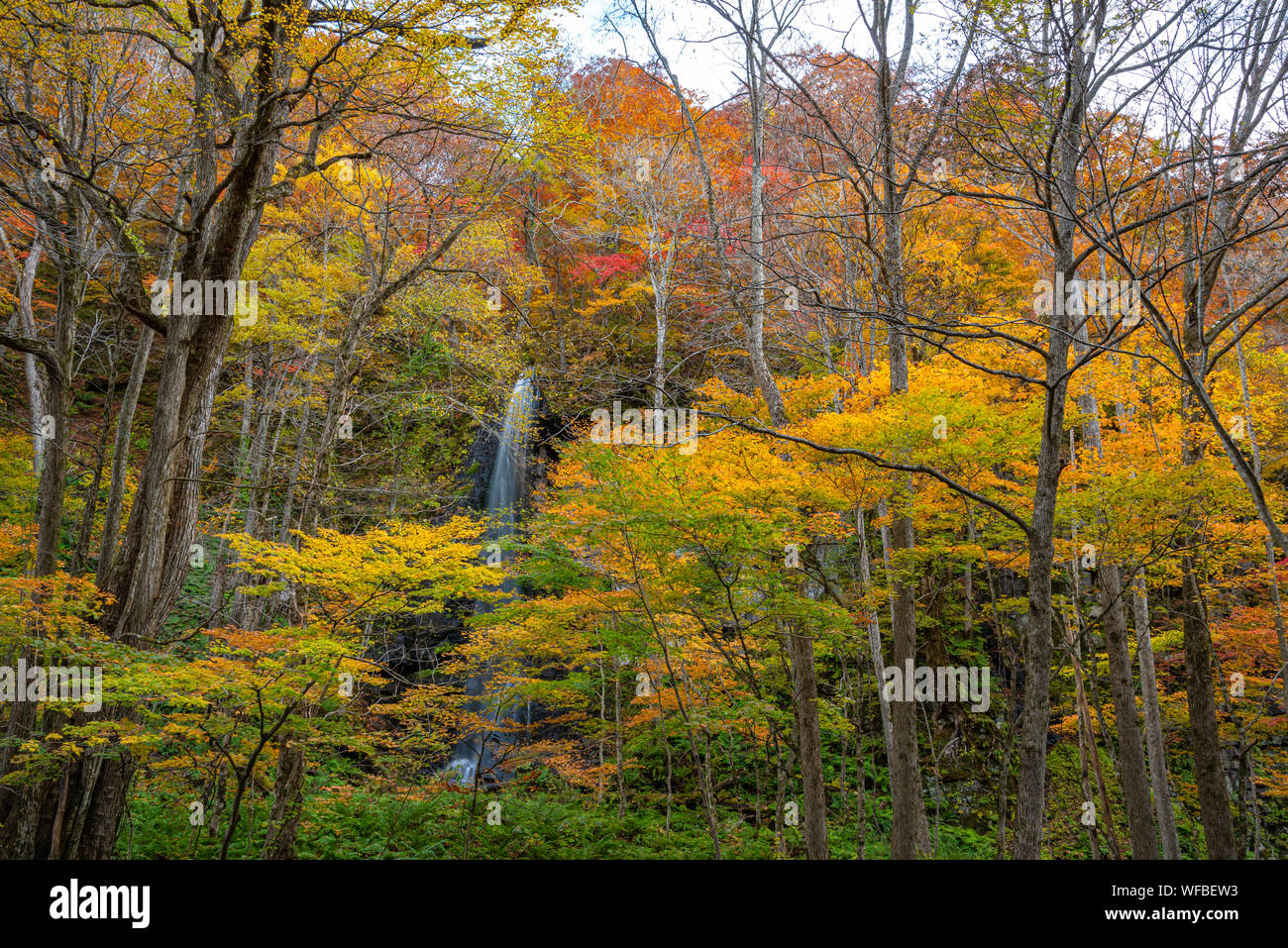 Shiraito No Taki fällt (Oirase Stream) in sonniger Tag, schöne Herbst Laub Szene Herbst Farben. Wald, Fluss, Laub, bemoosten Felsen Stockfoto