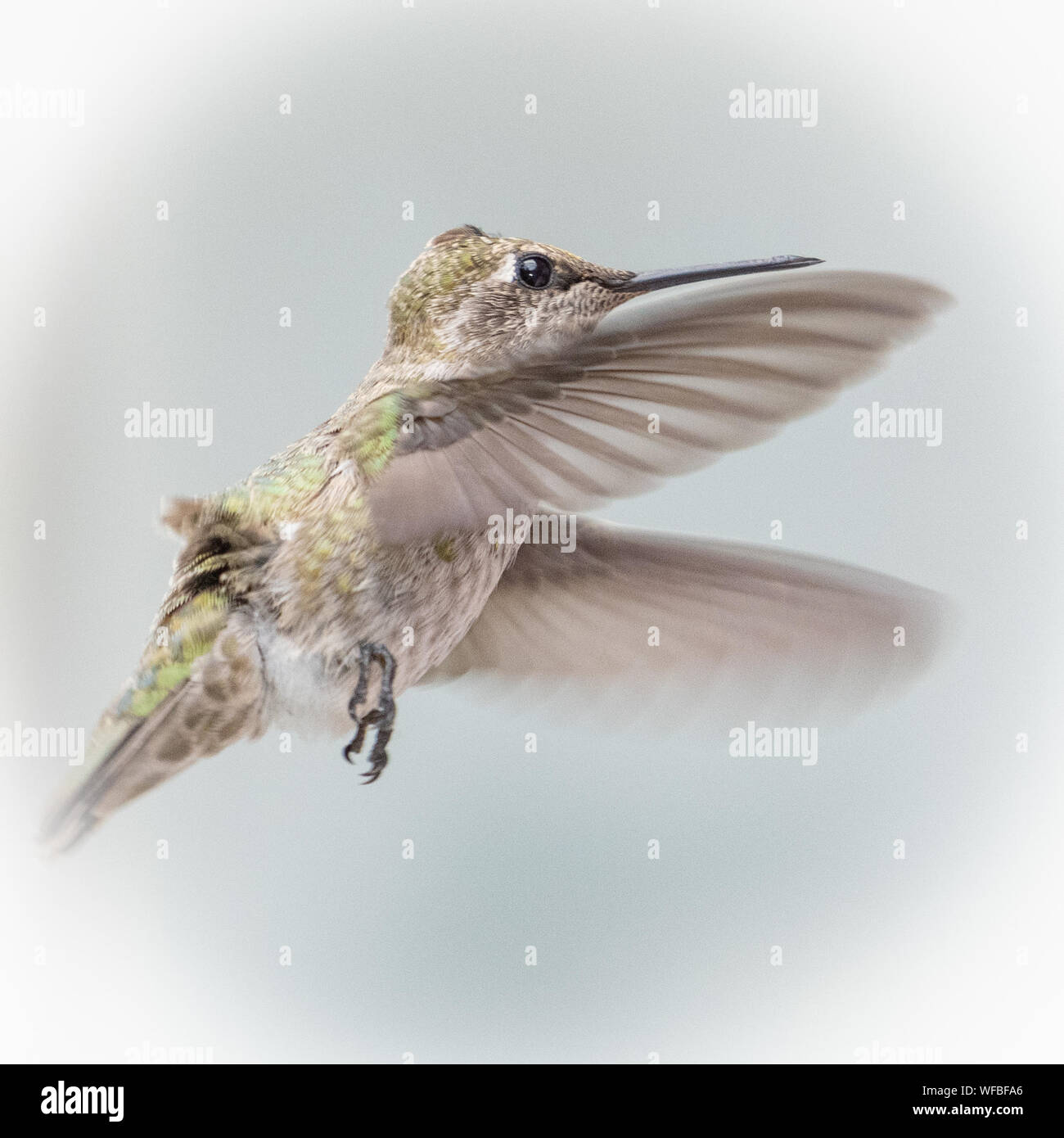 Portrait von Hummingbird eine Anna's im Flug, Vancouver, British Columbia, Kanada Stockfoto