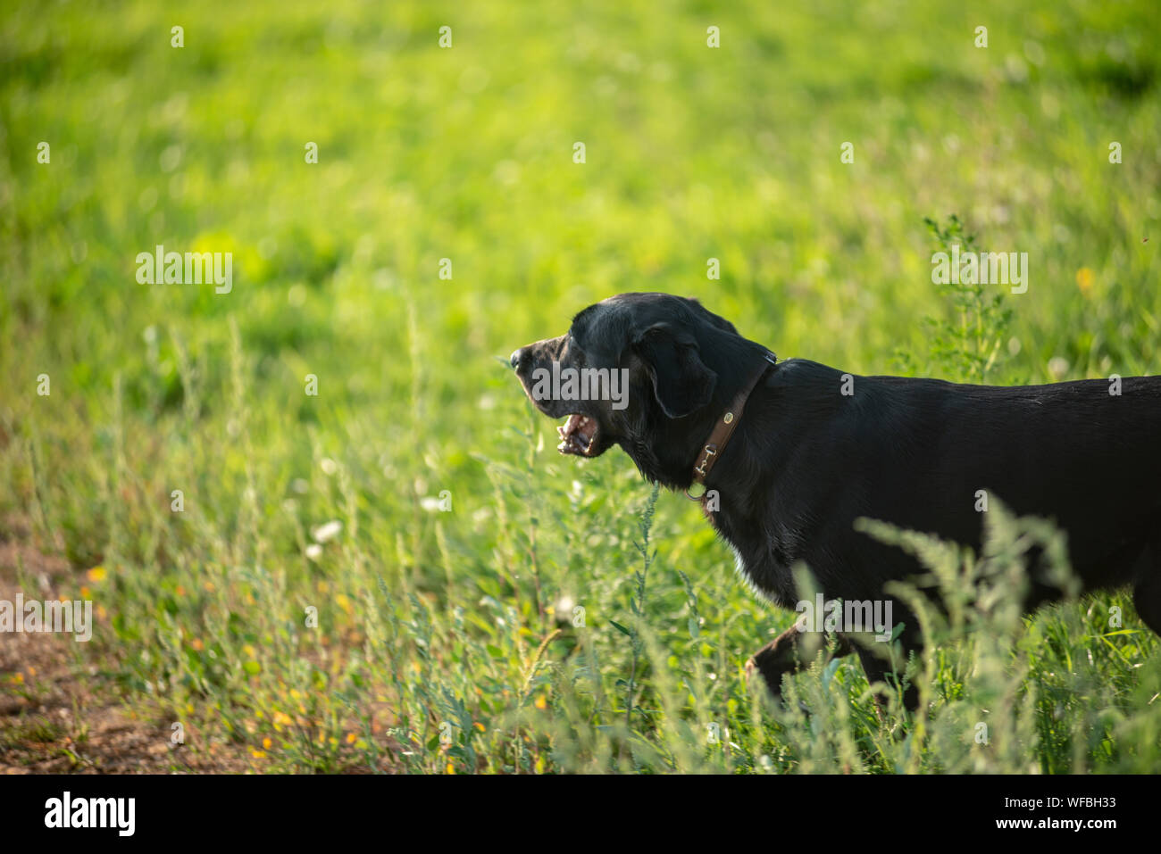 Schwarzer Hund Stockfoto