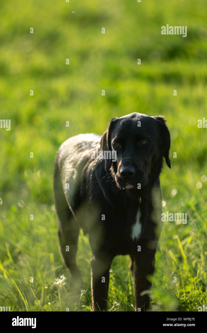 Schwarzer Hund Stockfoto