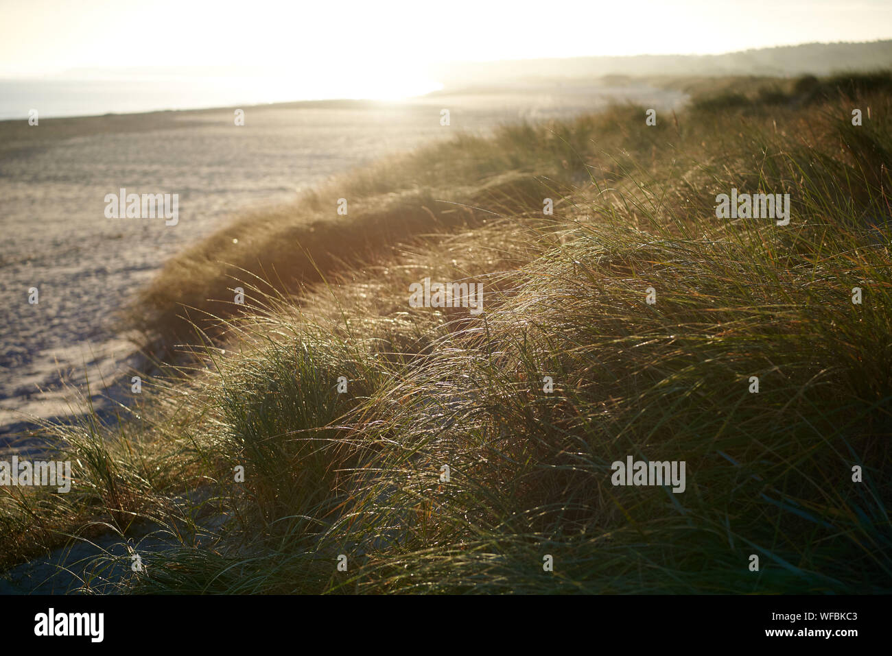 Düne mit Marram Grass im warmen Licht des morgendlichen Herbstlichts, an einer Küste mit einem langen Sandstrand. Stockfoto