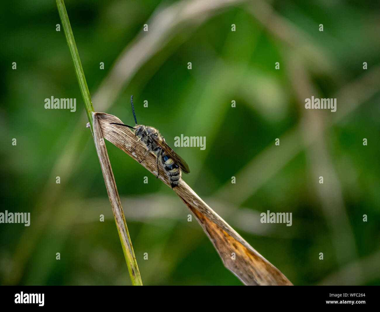 Eine Art von Lasioglossum Schweiß Biene, möglicherweise Lasioglossum japonicum, beruht auf einer Gras Blatt in einem japanischen Wald Ende Juli. Stockfoto