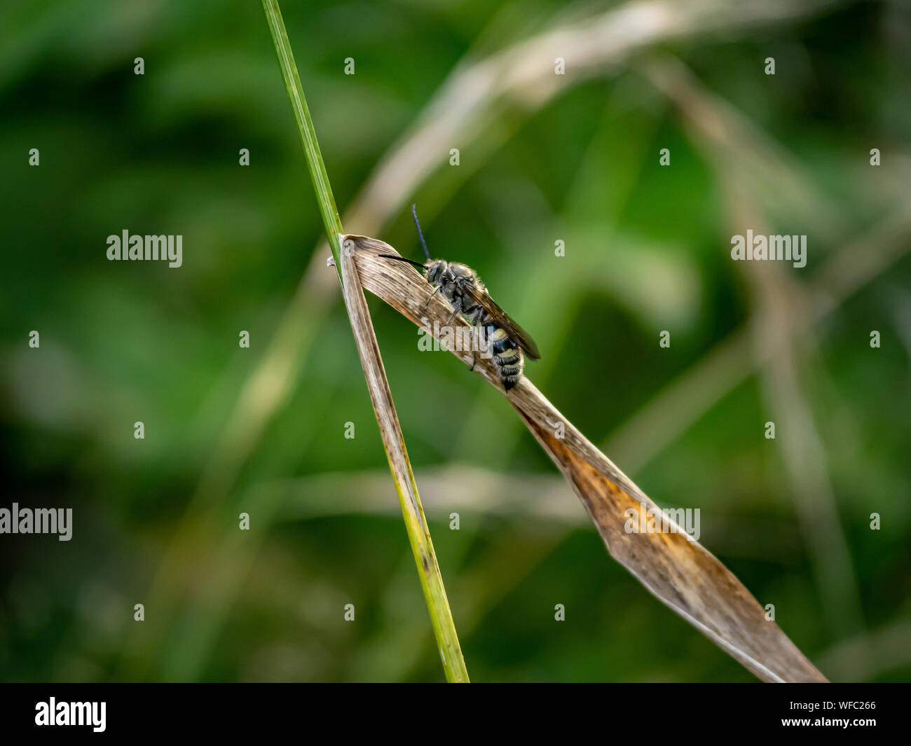 Eine Art von Lasioglossum Schweiß Biene, möglicherweise Lasioglossum japonicum, beruht auf einer Gras Blatt in einem japanischen Wald Ende Juli. Stockfoto