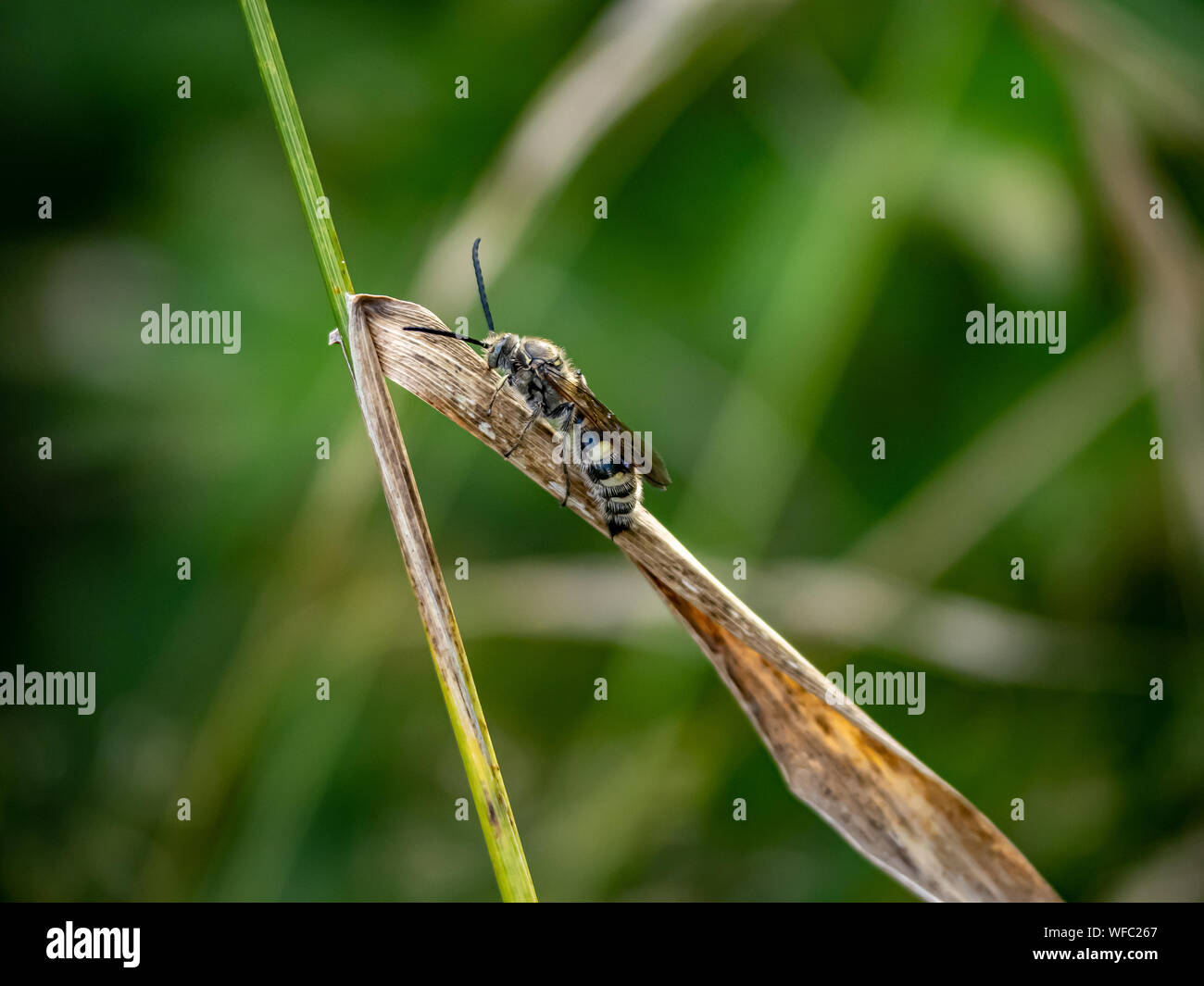 Eine Art von Lasioglossum Schweiß Biene, möglicherweise Lasioglossum japonicum, beruht auf einer Gras Blatt in einem japanischen Wald Ende Juli. Stockfoto