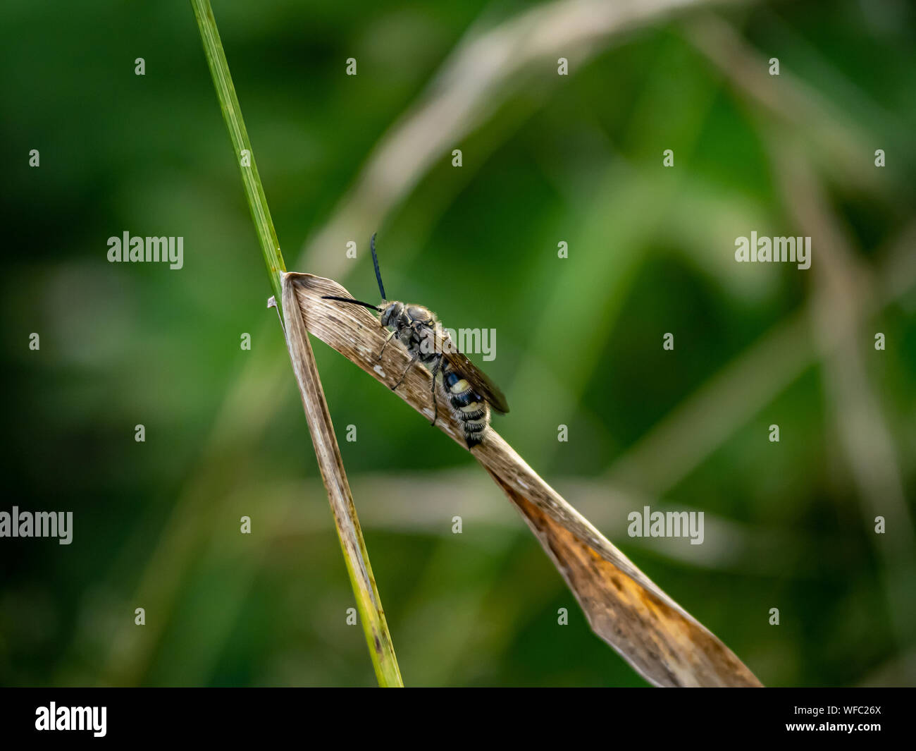 Eine Art von Lasioglossum Schweiß Biene, möglicherweise Lasioglossum japonicum, beruht auf einer Gras Blatt in einem japanischen Wald Ende Juli. Stockfoto