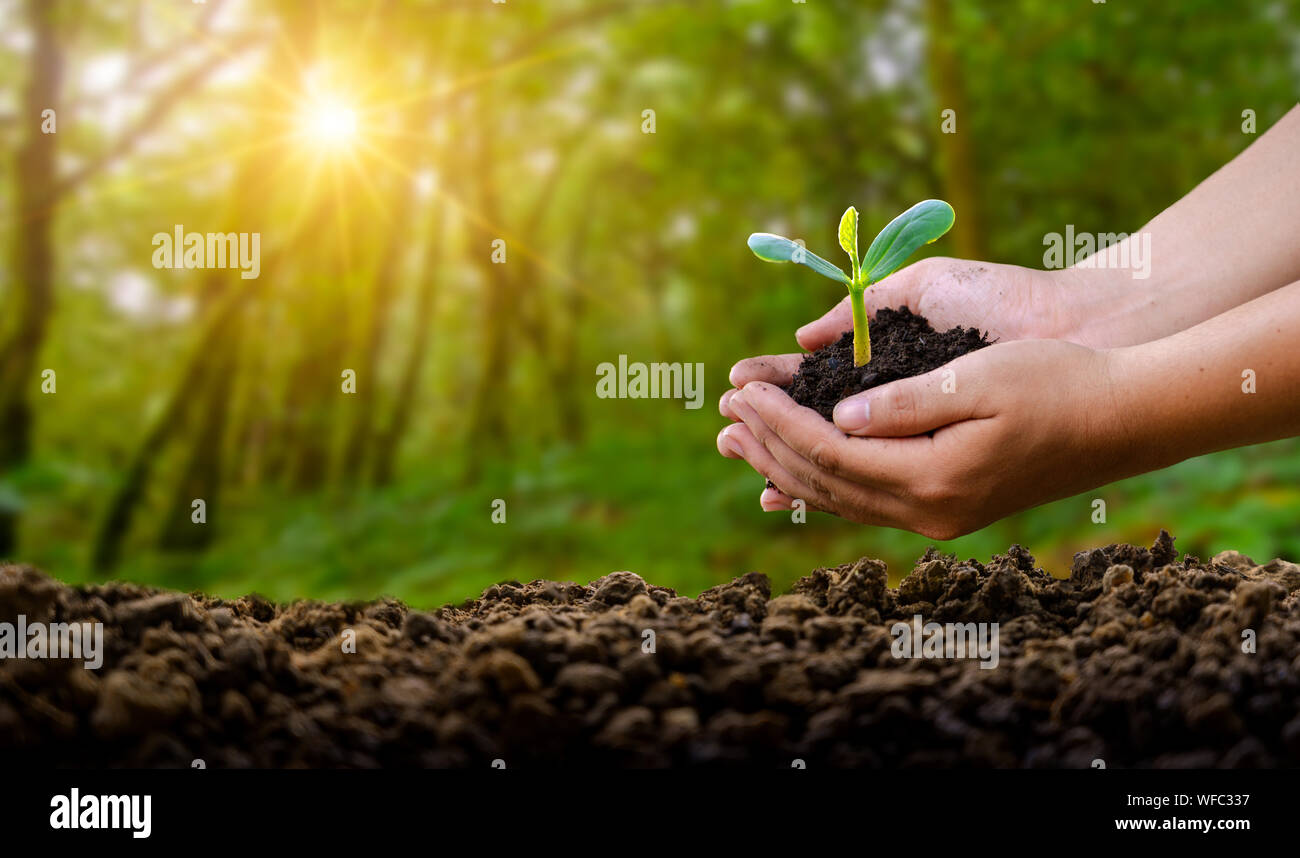 Umwelt Tag der Erde in den Händen von Bäumen wachsenden Sämlinge. Bokeh grüner Hintergrund weibliche Hand Baum auf natur feld gras wald conservati Stockfoto